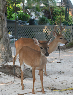 It's not just human guests that seem to enjoy Deer Run. The Lower Keys are home to a population of tiny, protected deer called Key deer.